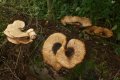 Fungi: Dryard's Saddle (Polyporus squamosus)